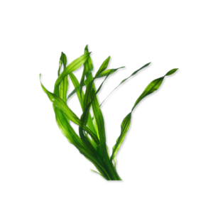 Pawmeal Organic Kelp