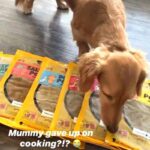 Pawmeal Trial Plan For New Customers