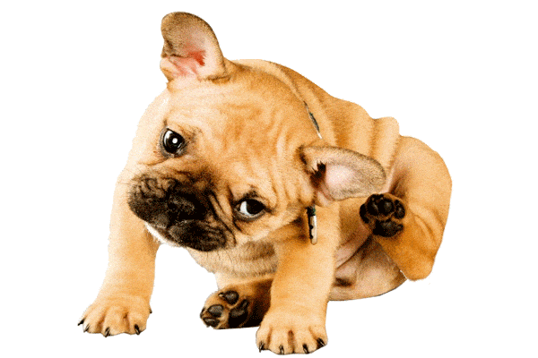 Dog Scratching - Dog Food Allergy Symptom