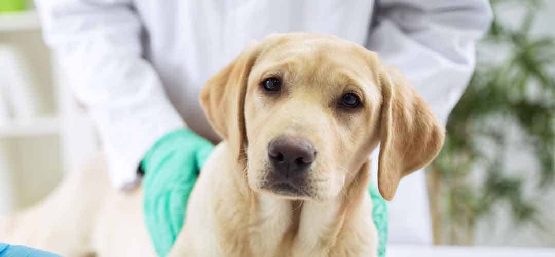 Pawmeal Dog Food Allergy Treatment