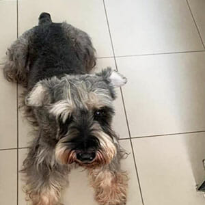 Tom the Mini Schnauzer