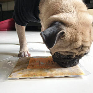 Butter the Pug