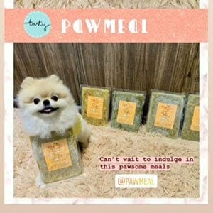 Nobelle the Pomeranian
