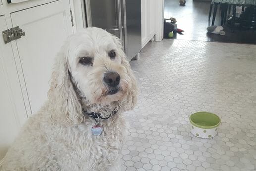Poodle with Dog Bowl