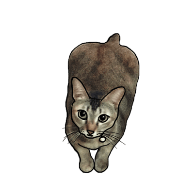 We adopted Skippy the cat