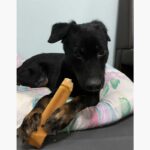 Pawmeal Handcrafted Himalayan Yak Chews for Dogs