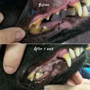 Before and After Chewing Pawmeal Yak Milk Chews Cleaner Teeth