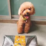 Donut and her Pawmeal