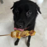 Pawmeal Sataylicious for dogs and cats
