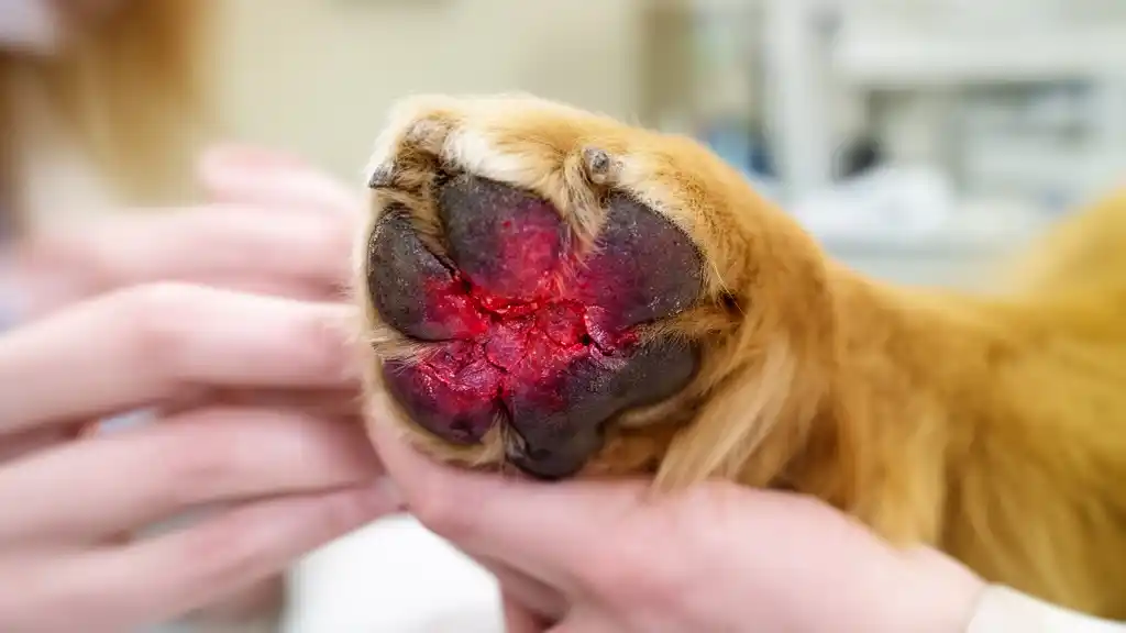 Dog paw allergy symptoms