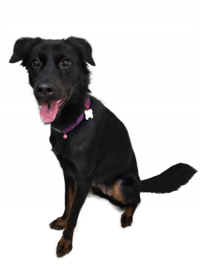 Rara-Sitting-3-500×667-min Rara Pawmeal Dog