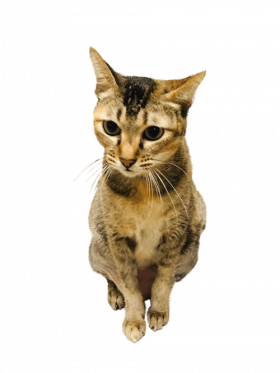 Skippy-Sitting-4-500×667-min Skippy Pawmeal Cat