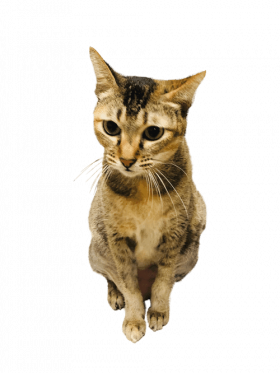 Skippy-Sitting-4-500×667-min Skippy Pawmeal Cat